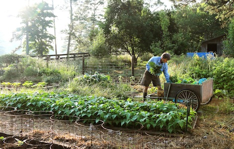 Gardener: Are you ready to cross the line from avid gardener to hobby farmer?